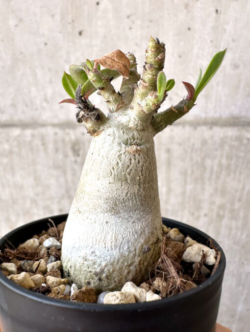 【現品限り】アデニウム・アラビカム【Z17】 Adenium arabicum【植物】塊根植物 夏型 コーデックス - 画像 (3)