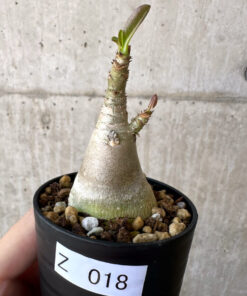 【現品限り】アデニウム・アラビカム【Z18】 Adenium arabicum【植物】塊根植物 夏型 コーデックス