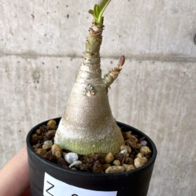 【現品限り】アデニウム・アラビカム【Z18】 Adenium arabicum【植物】塊根植物 夏型 コーデックス