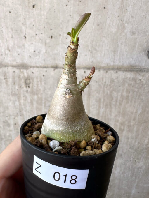 【現品限り】アデニウム・アラビカム【Z18】 Adenium arabicum【植物】塊根植物 夏型 コーデックス
