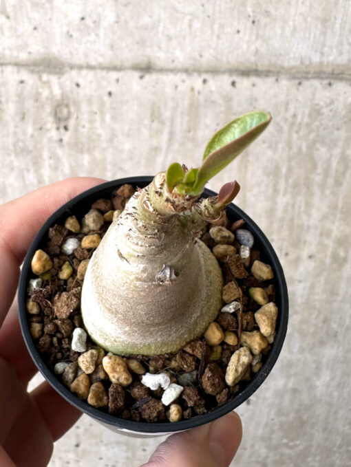 【現品限り】アデニウム・アラビカム【Z18】 Adenium arabicum【植物】塊根植物 夏型 コーデックス - 画像 (2)