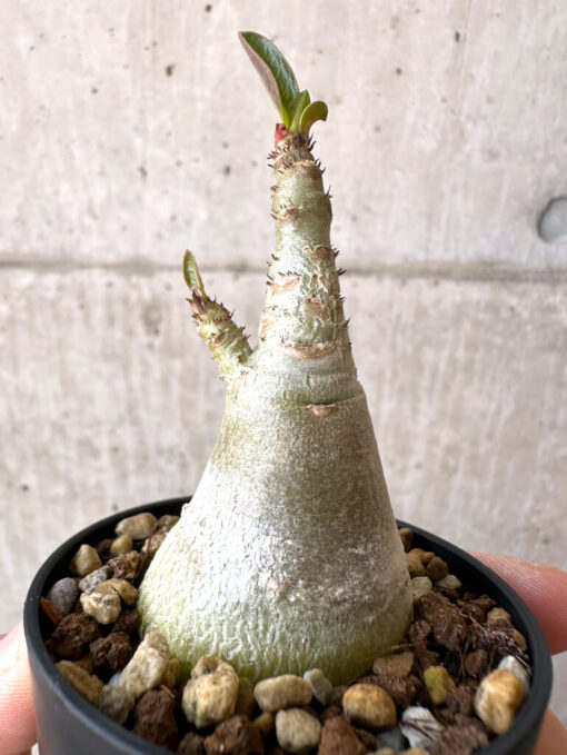 【現品限り】アデニウム・アラビカム【Z18】 Adenium arabicum【植物】塊根植物 夏型 コーデックス - 画像 (3)
