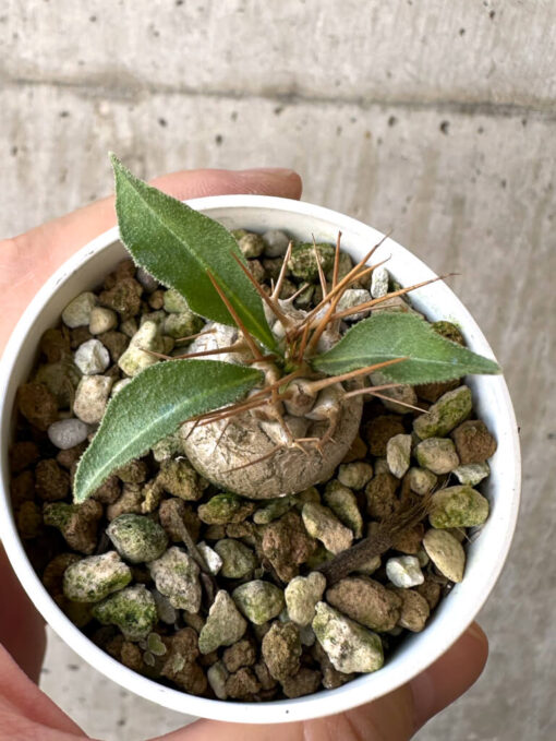【現品限り】パキポディウム・ナマクアナム 光堂【Z19】 Pachypodium namaquanum【植物】塊根植物 夏型 コーデックス - 画像 (2)