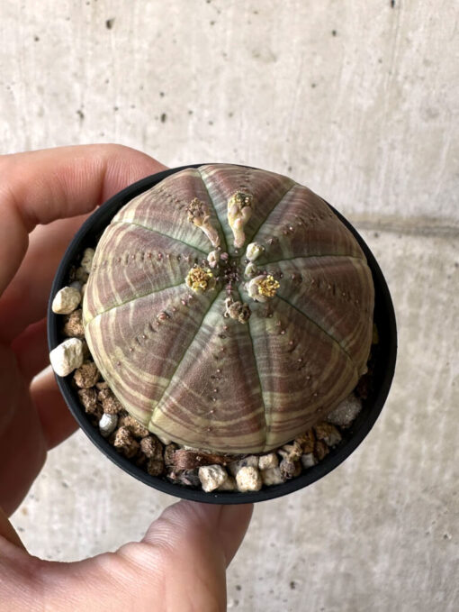 【現品限り】ユーフォルビア・オベサ【Z1】 Euphorbia obesa【植物】塊根植物 夏型 コーデックス - 画像 (2)