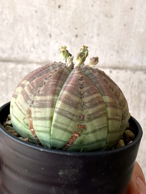 【現品限り】ユーフォルビア・オベサ【Z1】 Euphorbia obesa【植物】塊根植物 夏型 コーデックス - 画像 (3)