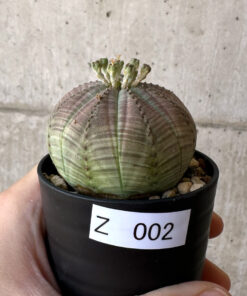 【現品限り】ユーフォルビア・オベサ【Z2】 Euphorbia obesa【植物】塊根植物 夏型 コーデックス