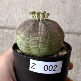 【現品限り】ユーフォルビア・オベサ【Z2】 Euphorbia obesa【植物】塊根植物 夏型 コーデックス