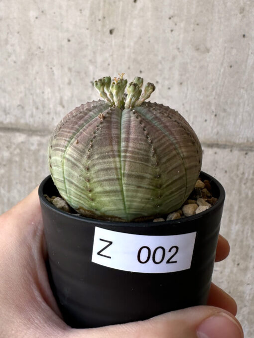 【現品限り】ユーフォルビア・オベサ【Z2】 Euphorbia obesa【植物】塊根植物 夏型 コーデックス