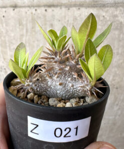 【現品限り】パキポディウム・恵比寿大黒 デンシカウレ【Z21】 Pachypodium Densicaule【植物】塊根植物 夏型 コーデックス