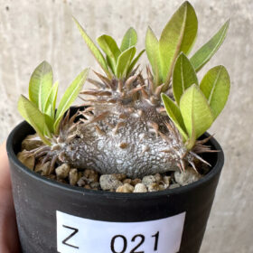 【現品限り】パキポディウム・恵比寿大黒 デンシカウレ【Z21】 Pachypodium Densicaule【植物】塊根植物 夏型 コーデックス