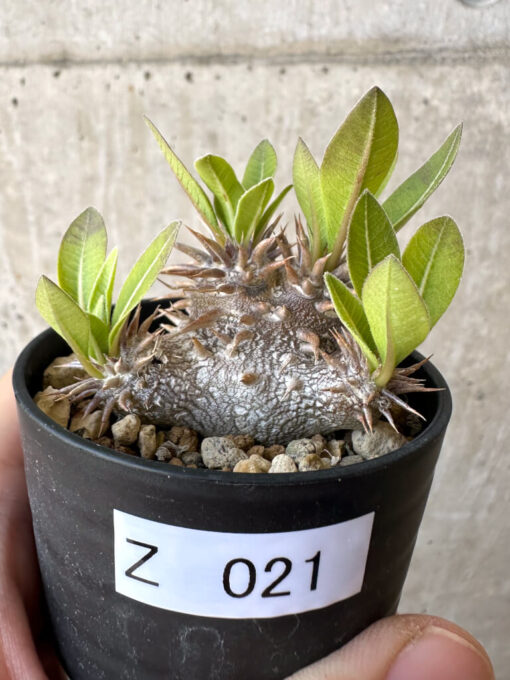 【現品限り】パキポディウム・恵比寿大黒 デンシカウレ【Z21】 Pachypodium Densicaule【植物】塊根植物 夏型 コーデックス