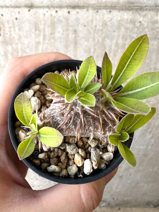 【現品限り】パキポディウム・恵比寿大黒 デンシカウレ【Z21】 Pachypodium Densicaule【植物】塊根植物 夏型 コーデックス - 画像 (2)
