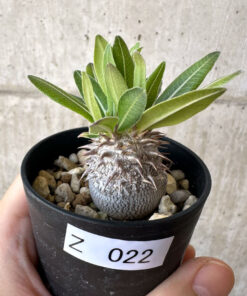 【現品限り】パキポディウム・恵比寿大黒 デンシカウレ【Z22】 Pachypodium Densicaule【植物】塊根植物 夏型 コーデックス