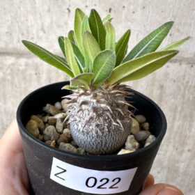【現品限り】パキポディウム・恵比寿大黒 デンシカウレ【Z22】 Pachypodium Densicaule【植物】塊根植物 夏型 コーデックス