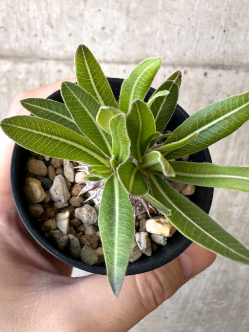 【現品限り】パキポディウム・恵比寿大黒 デンシカウレ【Z22】 Pachypodium Densicaule【植物】塊根植物 夏型 コーデックス - 画像 (2)