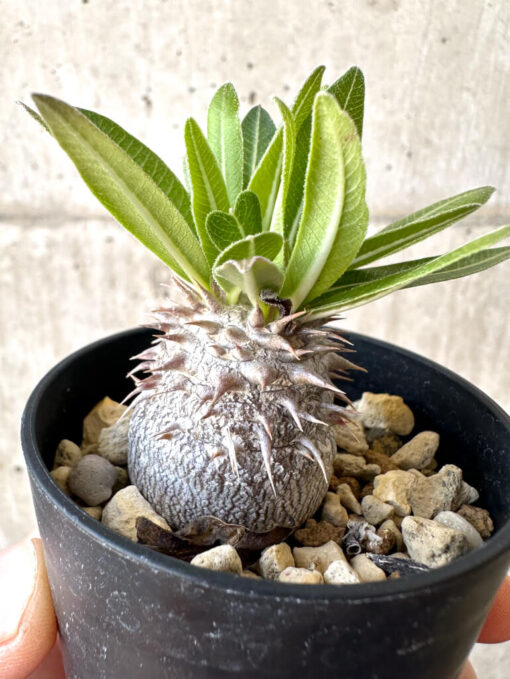 【現品限り】パキポディウム・恵比寿大黒 デンシカウレ【Z22】 Pachypodium Densicaule【植物】塊根植物 夏型 コーデックス - 画像 (3)