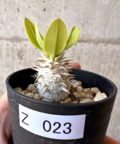 【現品限り】パキポディウム・恵比寿大黒 デンシカウレ【Z23】 Pachypodium Densicaule【植物】塊根植物 夏型 コーデックス