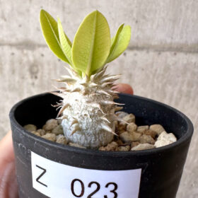 【現品限り】パキポディウム・恵比寿大黒 デンシカウレ【Z23】 Pachypodium Densicaule【植物】塊根植物 夏型 コーデックス