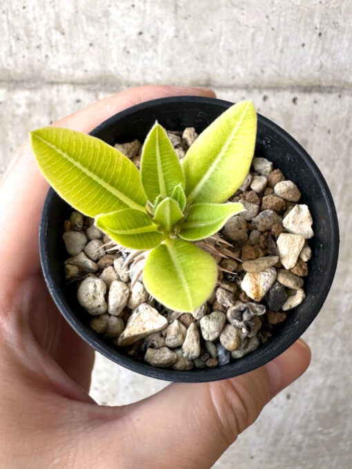 【現品限り】パキポディウム・恵比寿大黒 デンシカウレ【Z23】 Pachypodium Densicaule【植物】塊根植物 夏型 コーデックス - 画像 (2)