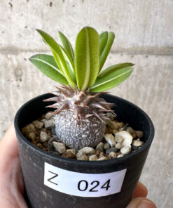 【現品限り】パキポディウム・恵比寿大黒 デンシカウレ【Z24】 Pachypodium Densicaule【植物】塊根植物 夏型 コーデックス