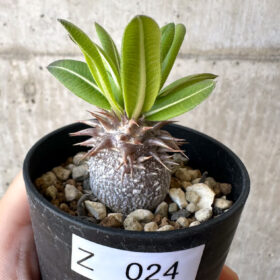 【現品限り】パキポディウム・恵比寿大黒 デンシカウレ【Z24】 Pachypodium Densicaule【植物】塊根植物 夏型 コーデックス
