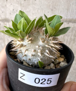 【現品限り】パキポディウム・恵比寿大黒 デンシカウレ【Z25】 Pachypodium Densicaule【植物】塊根植物 夏型 コーデックス
