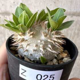 【現品限り】パキポディウム・恵比寿大黒 デンシカウレ【Z25】 Pachypodium Densicaule【植物】塊根植物 夏型 コーデックス