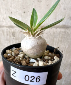 【現品限り】パキポディウム・エニグマチカム【Z26】 Pachypodium enigmaticum【植物】塊根植物 夏型 コーデックス