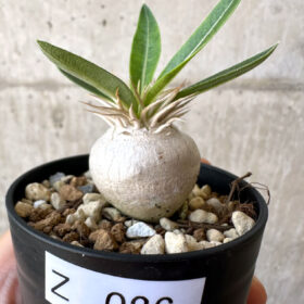 【現品限り】パキポディウム・エニグマチカム【Z26】 Pachypodium enigmaticum【植物】塊根植物 夏型 コーデックス