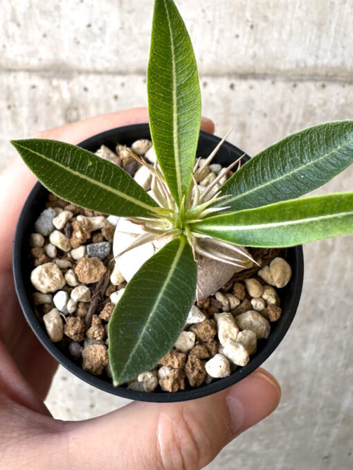 【現品限り】パキポディウム・エニグマチカム【Z26】 Pachypodium enigmaticum【植物】塊根植物 夏型 コーデックス - 画像 (2)