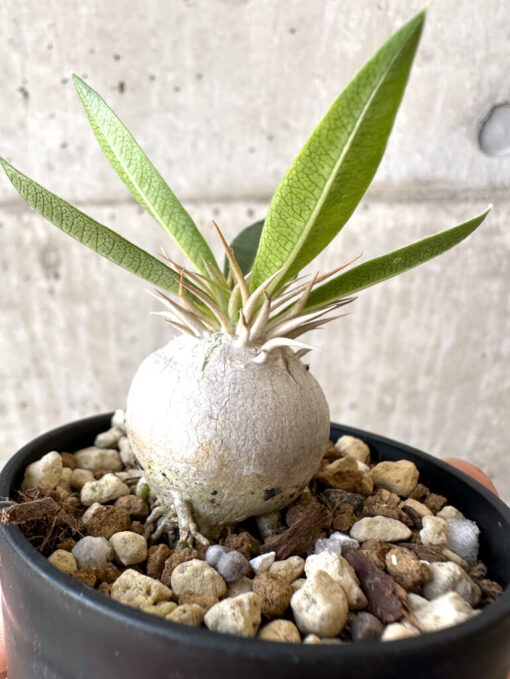 【現品限り】パキポディウム・エニグマチカム【Z26】 Pachypodium enigmaticum【植物】塊根植物 夏型 コーデックス - 画像 (3)