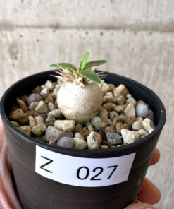 【現品限り】パキポディウム・エニグマチカム【Z27】 Pachypodium enigmaticum【植物】塊根植物 夏型 コーデックス