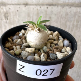 【現品限り】パキポディウム・エニグマチカム【Z27】 Pachypodium enigmaticum【植物】塊根植物 夏型 コーデックス