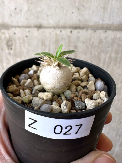 【現品限り】パキポディウム・エニグマチカム【Z27】 Pachypodium enigmaticum【植物】塊根植物 夏型 コーデックス