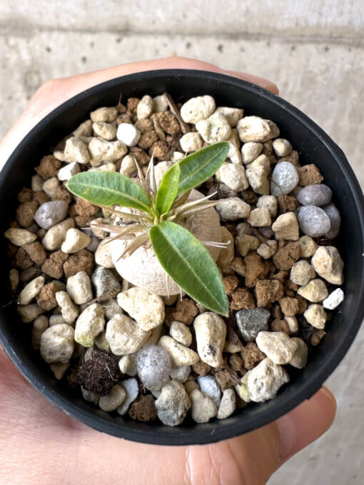 【現品限り】パキポディウム・エニグマチカム【Z27】 Pachypodium enigmaticum【植物】塊根植物 夏型 コーデックス - 画像 (2)