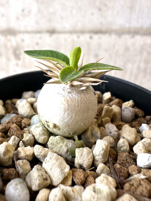 【現品限り】パキポディウム・エニグマチカム【Z27】 Pachypodium enigmaticum【植物】塊根植物 夏型 コーデックス - 画像 (3)
