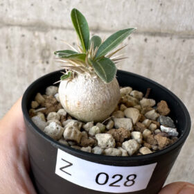 【現品限り】パキポディウム・エニグマチカム【Z28】 Pachypodium enigmaticum【植物】塊根植物 夏型 コーデックス