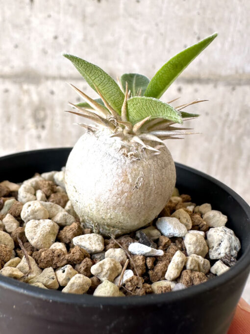 【現品限り】パキポディウム・エニグマチカム【Z28】 Pachypodium enigmaticum【植物】塊根植物 夏型 コーデックス - 画像 (3)
