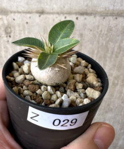 【現品限り】パキポディウム・エニグマチカム【Z29】 Pachypodium enigmaticum【植物】塊根植物 夏型 コーデックス