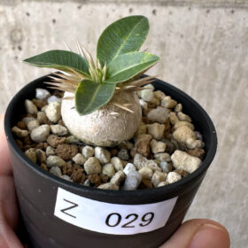 【現品限り】パキポディウム・エニグマチカム【Z29】 Pachypodium enigmaticum【植物】塊根植物 夏型 コーデックス