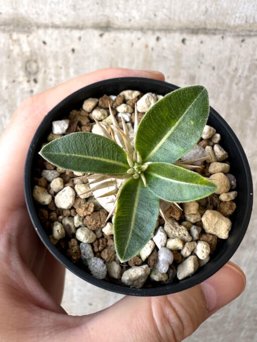 【現品限り】パキポディウム・エニグマチカム【Z29】 Pachypodium enigmaticum【植物】塊根植物 夏型 コーデックス - 画像 (2)