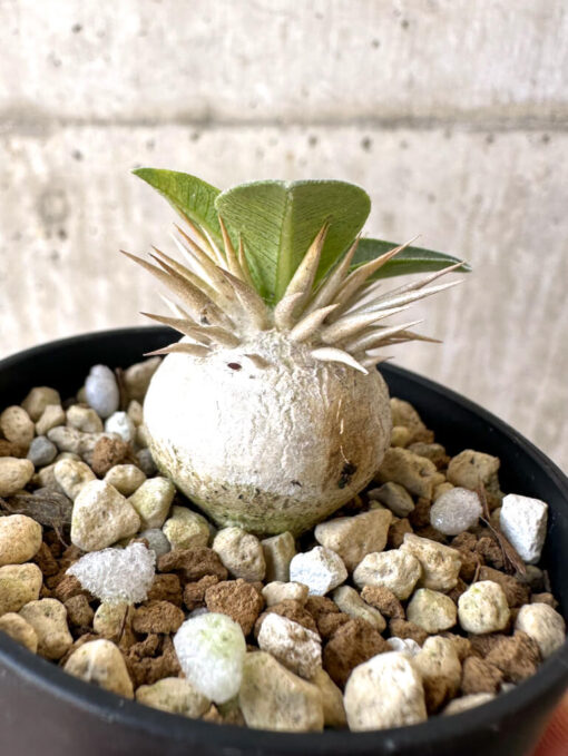 【現品限り】パキポディウム・エニグマチカム【Z29】 Pachypodium enigmaticum【植物】塊根植物 夏型 コーデックス - 画像 (3)