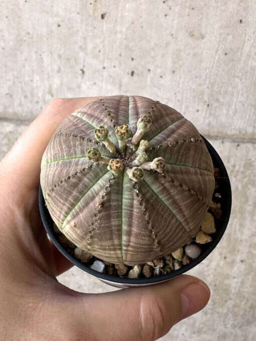 【現品限り】ユーフォルビア・オベサ【Z2】 Euphorbia obesa【植物】塊根植物 夏型 コーデックス - 画像 (2)