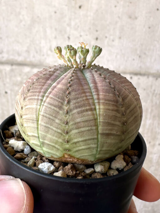 【現品限り】ユーフォルビア・オベサ【Z2】 Euphorbia obesa【植物】塊根植物 夏型 コーデックス - 画像 (3)