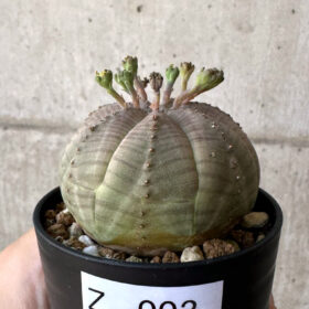 【現品限り】ユーフォルビア・オベサ【Z3】 Euphorbia obesa【植物】塊根植物 夏型 コーデックス