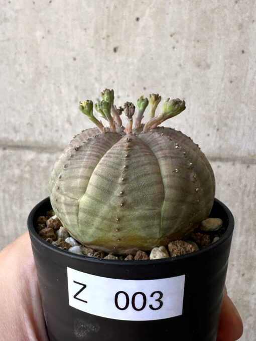 【現品限り】ユーフォルビア・オベサ【Z3】 Euphorbia obesa【植物】塊根植物 夏型 コーデックス