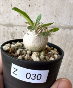 【現品限り】パキポディウム・エニグマチカム【Z30】 Pachypodium enigmaticum【植物】塊根植物 夏型 コーデックス