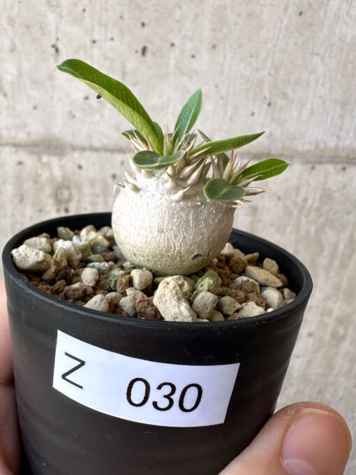 【現品限り】パキポディウム・エニグマチカム【Z30】 Pachypodium enigmaticum【植物】塊根植物 夏型 コーデックス