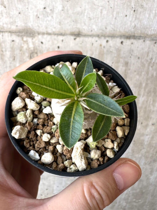 【現品限り】パキポディウム・エニグマチカム【Z30】 Pachypodium enigmaticum【植物】塊根植物 夏型 コーデックス - 画像 (2)