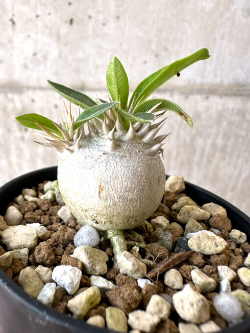 【現品限り】パキポディウム・エニグマチカム【Z30】 Pachypodium enigmaticum【植物】塊根植物 夏型 コーデックス - 画像 (3)